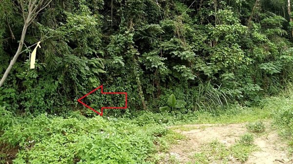 20250517 倒別牛-中坑山-飛鳳山 大O型2790391