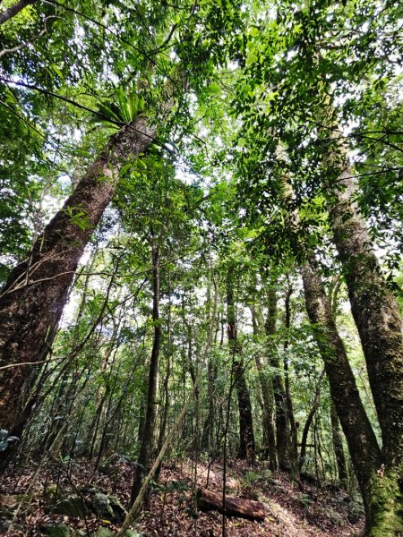 李崠山步道-2025森遊竹縣皮皮獅探險隊2892632