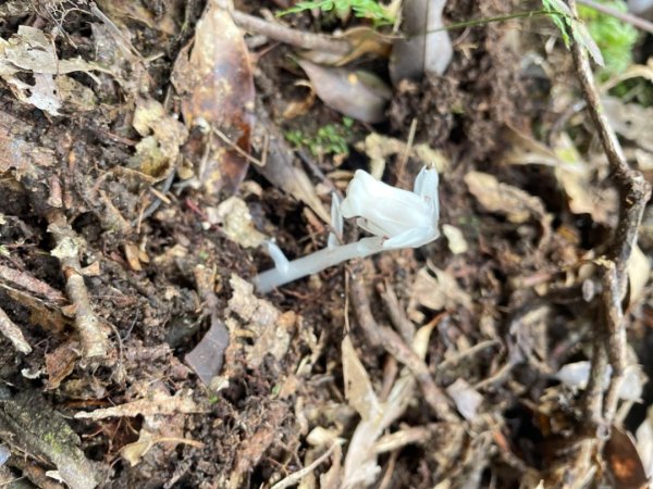 山車廣山.福巴越嶺O-神木群-水晶蘭-根結蘭2756238