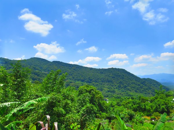 搭著捷運去旅行-白石湖賞花輕旅行610454