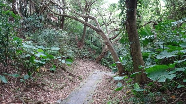 大溪晃晃(老街,御成古道,齋明寺古道,小角仔古道,田心子古道,街口溪步道)1891728