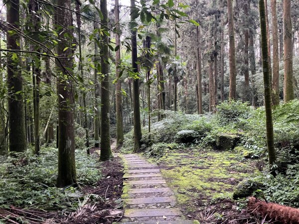 [嘉遊好步道．來嘉走走-04/10] 2024_1011 阿里山頂湖步道2624763