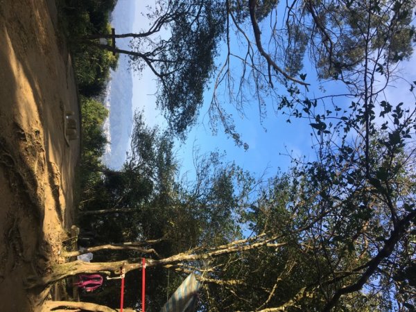 梅花撲鼻香2686606