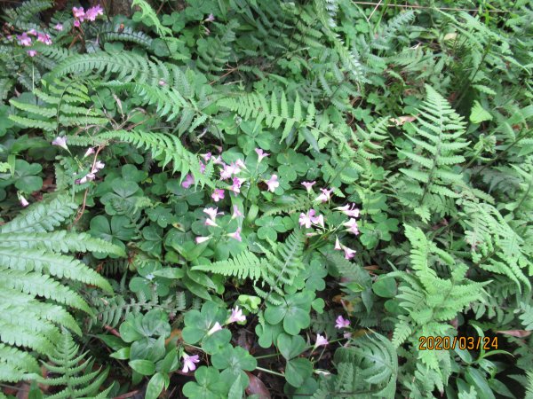 紅淡山步道907478