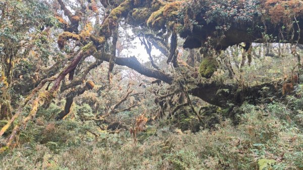 茶仁山單攻2025年4月4日2753328