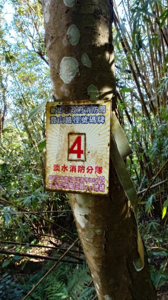 20260125 陽明山前後山健行(無極天元宮~山仔頂步道.向天池.向天山.面天山.二子坪)2997962
