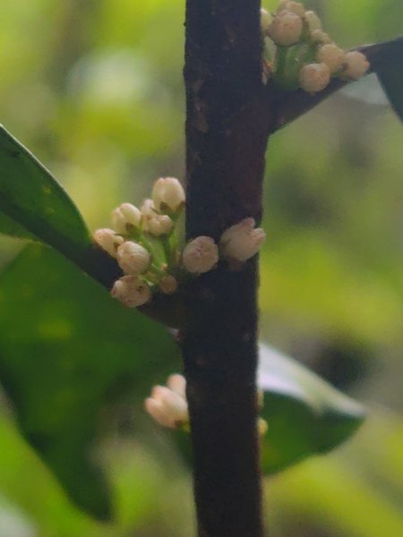 橫沙笛/橫嶺山、沙蓮山、笛吹山2799267