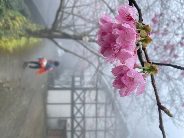 鵝公髻山🌸山上人家2719266