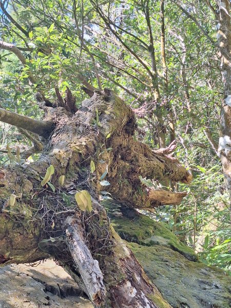 日湯真山20260104