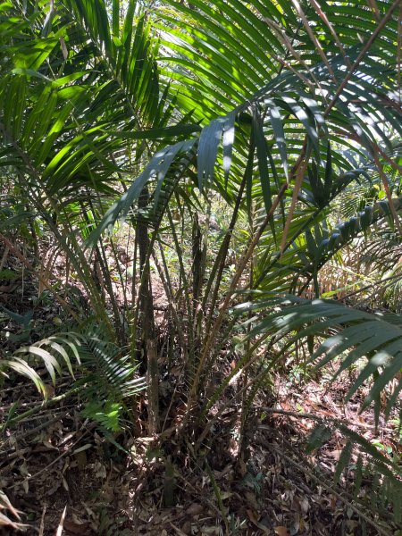 戶亞宇山基點峰-戶亞宇山主峰 2025.6.152815054