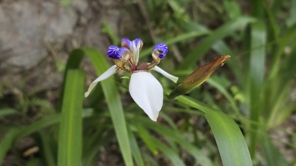 神級景點抺茶山，爬抹茶山的最佳季節，沿路桐花地毯，層層疊疊的山巒，壯闊的山谷2774475