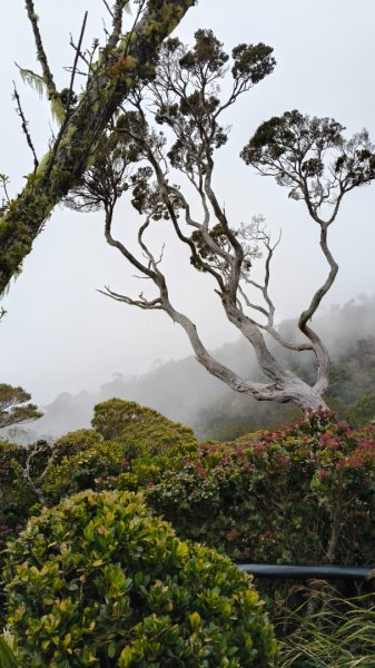 馬來西亞神山+鋼索探險2881710