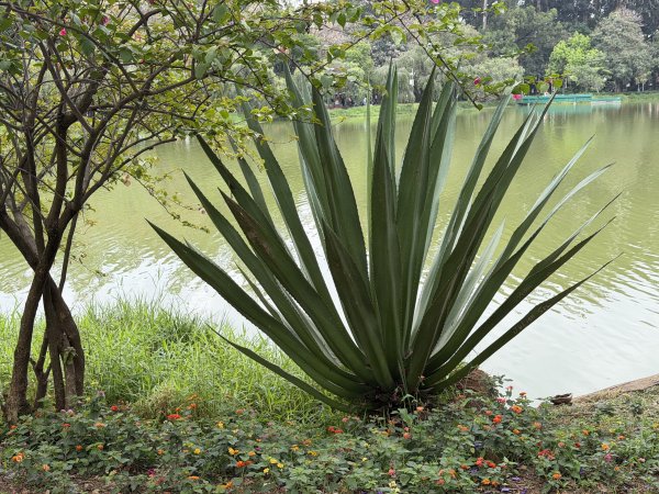 [紐約馬之行-68] 2025_1116 伊比拉布埃拉公園-中2955111