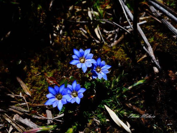 高山小花留影634618