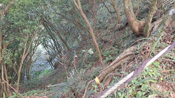 20240305坪頂古圳-登峰圳-內雙溪古道-瑪礁古道-大崎頭步道O繞2447231
