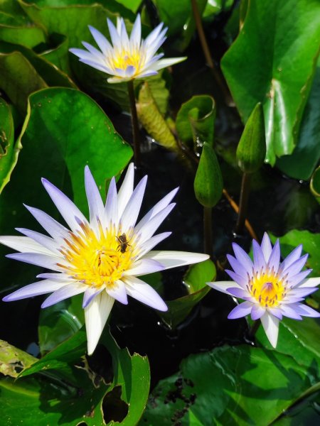 夏日甲蟲祭典（羊稠森林步道，龜山福源山-山佳車站）2826611