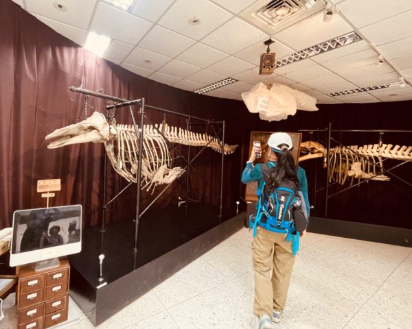 雨天備案💙 台灣博物館的古生代館-台大動植物館免費參觀-北投♨️季2807503