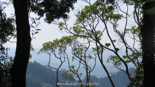 《苗栗》古道柳杉｜雲洞宮鳴鳳古道南長城步道登三湖山202505022777127