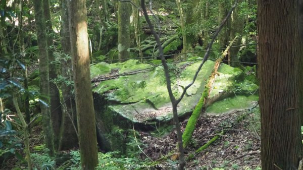 《苗栗》遺世鐵道｜悠遊加里山大坪支線至避難山屋202508222867483