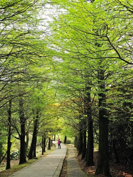 2026年臺北大縱走第三段：小油坑至風櫃口3037880