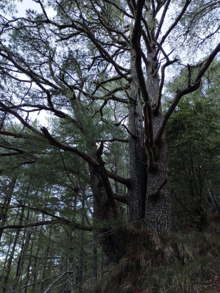 北一段(05/14)南湖南峰 2025_0906~132886503