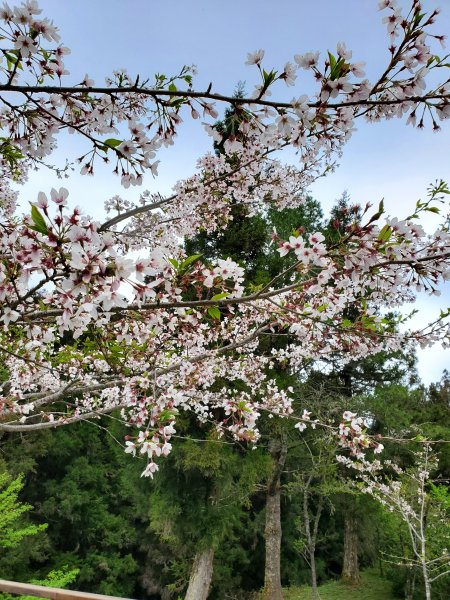 阿里山大塔山899524