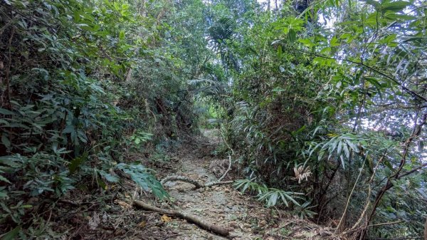 九份二山步道2861243
