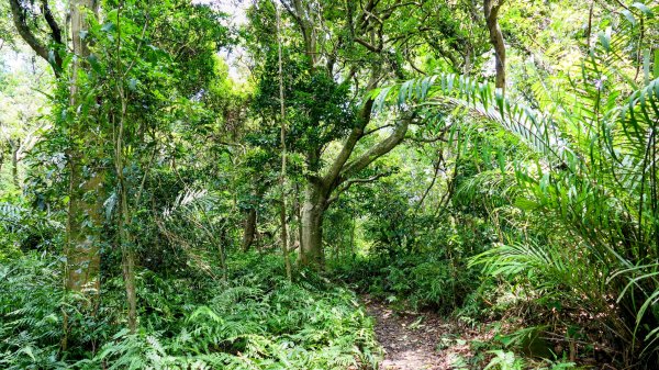 微笑山線百年大榕樹段2848398