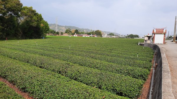 《彰化》擎天崗上｜社頭18彎古道及中央嶺步道O繞202303122065639