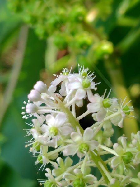 九芎頭步道-雲頂步道-二延平步道-二延平山-茶霧之道2773810