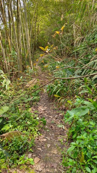 集集大山慢活行（孟宗竹林登山口）1627442