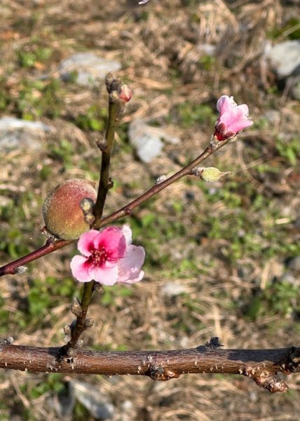 雪山坑登山步道尋巨人2978284