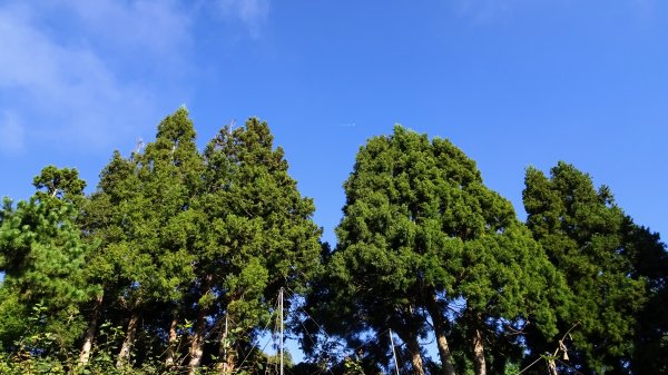 觀霧森林雲霧步道2290338