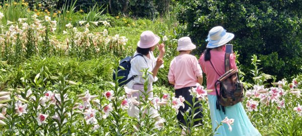 追花是簡單的快樂，賞花是恬淡的幸褔 #LO百合 #金針花 5/12封面
