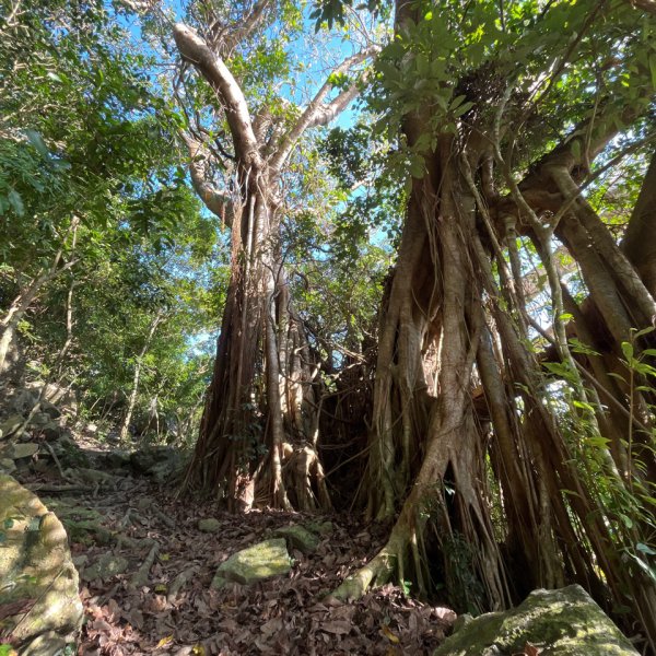 20251210_大山母山（屏東小百岳）2968647