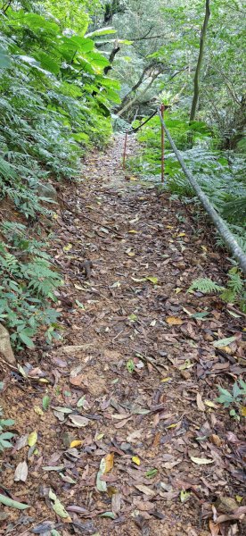 2026-0307 造鎮-文筆山-天華山-南勢角山-蘭花亭-牛伯伯3015845