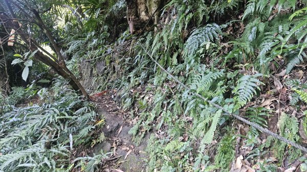 20250925柑子坑山動01-動04-市929-市582894933