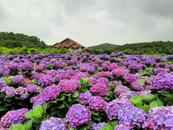 繡球花田繽紛多彩。雲霧飄緲群山間989406