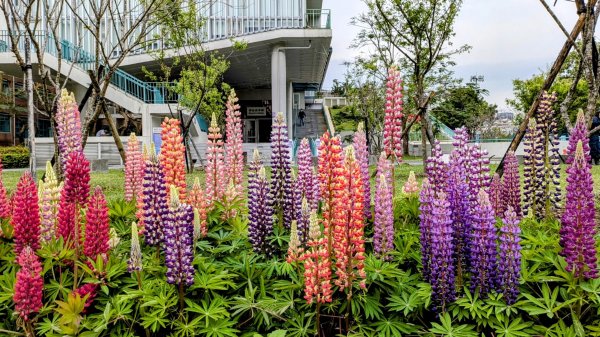 《西江月。魯冰花艷台大》2725790