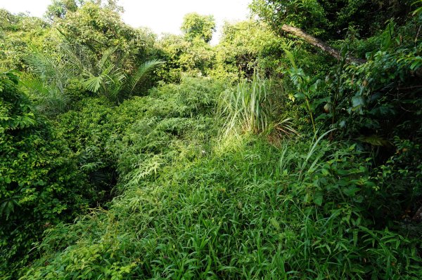 新北 瑞芳 粗坑口尖、碇內尖山、粗坑頭山、龍門山、滴水山2838267