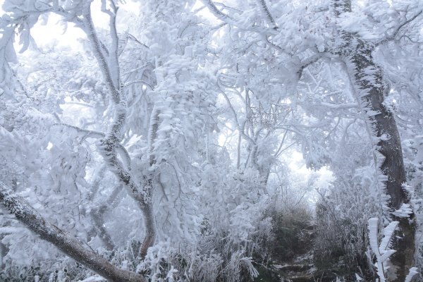  2021 D0101 純色北插1225522