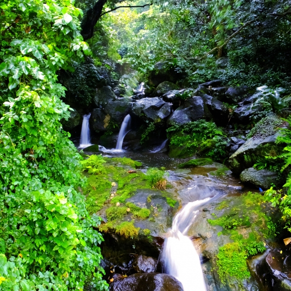 雨中寒櫻迎立春，狗殷勤古道賀新年 262324