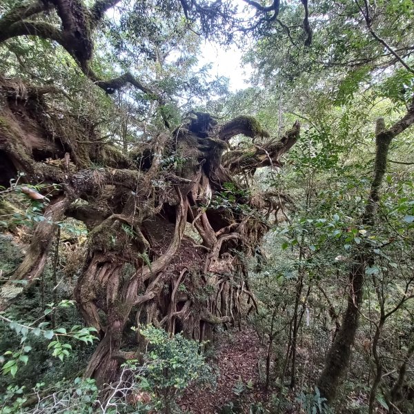 塔魔巴魔塔2698668