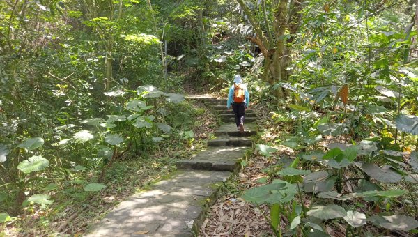 (姨婆趴趴走)第五十三集:台北內湖三山（白鷺鷥山、康樂山、明舉山）連走2774607