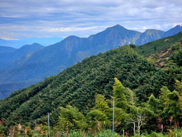 大崙山銀杏森林2966080