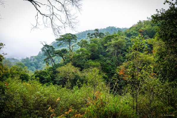 [冬訪大霸聖山岳參行]-大鹿林道東線榆金楓紅與九九山莊精選輯2974697