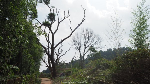 《台中》貓仔龍貓｜后里鳳凰山觀音山登山步道O繞202505042777240