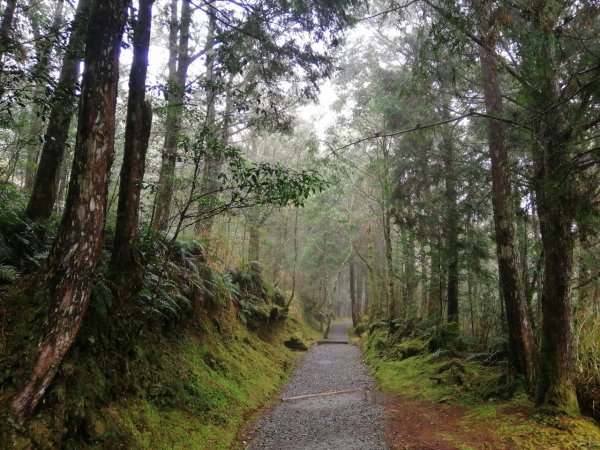 20210307宜蘭太平山翠峰湖環山步道1625953