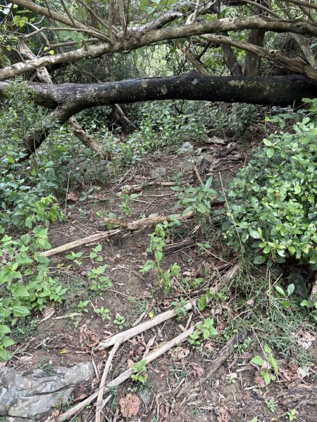 20251129大山母山步道2951884