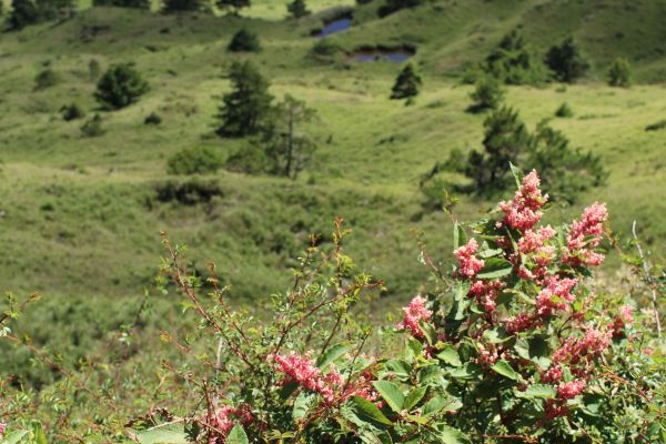 合歡尖山步道176128